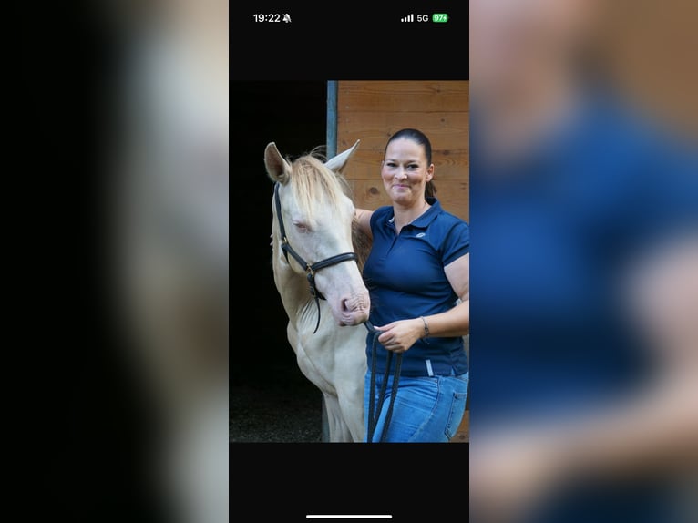 PRE Croisé Hongre 2 Ans Perle in Emsdetten