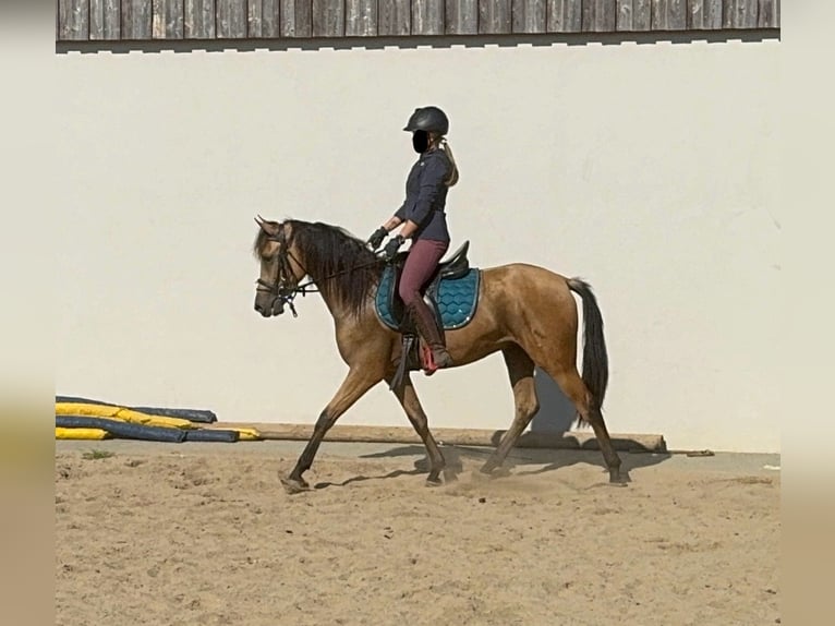 PRE Croisé Hongre 3 Ans 150 cm Buckskin in Daleiden