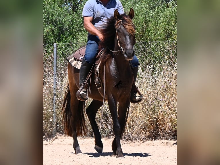 PRE Croisé Hongre 3 Ans 152 cm Noir in Mallorca