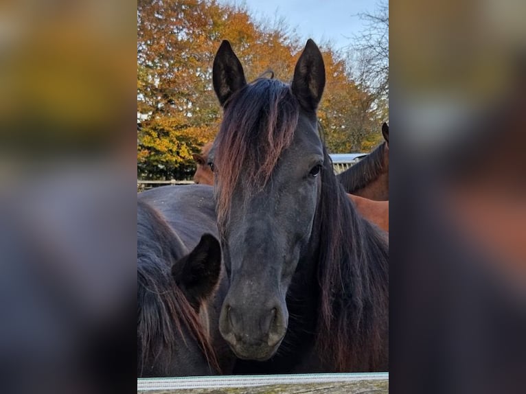 PRE Hongre 3 Ans 153 cm Noir in InzlingenInzlingen