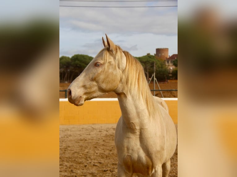 PRE Croisé Hongre 3 Ans 154 cm Cremello in Hamburg