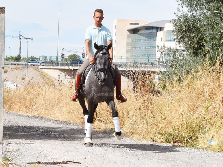 PRE Hongre 3 Ans 154 cm Gris in Provinz Granada