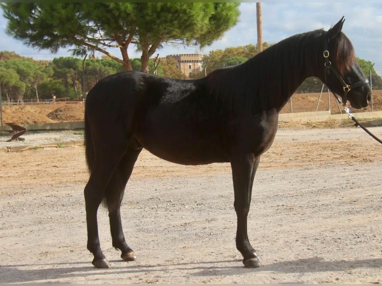 PRE Croisé Hongre 3 Ans 154 cm Noir in Hamburg