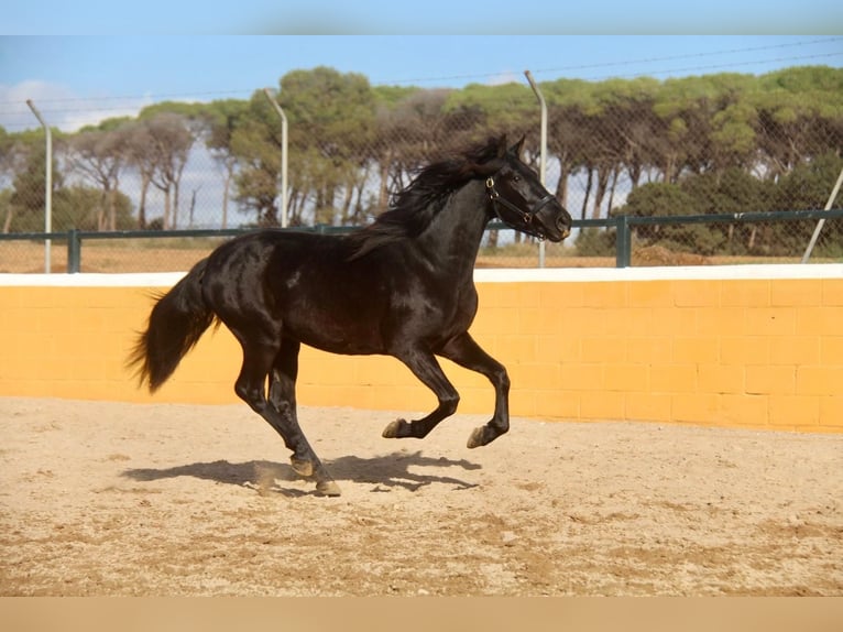 PRE Croisé Hongre 3 Ans 154 cm Noir in Hamburg