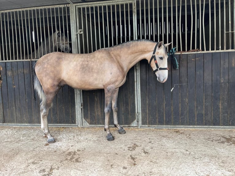 PRE Croisé Hongre 3 Ans 155 cm Gris (bai-dun) in Seeham