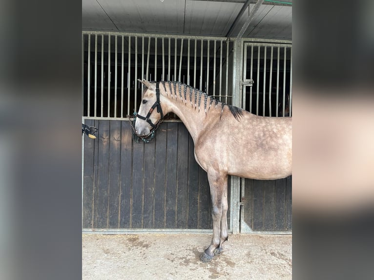 PRE Croisé Hongre 3 Ans 155 cm Gris (bai-dun) in Seeham