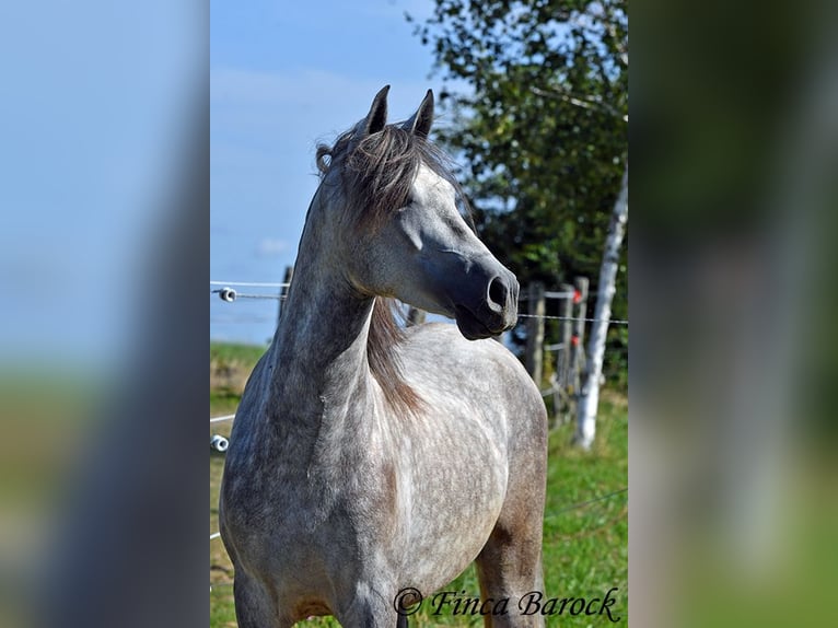 PRE Hongre 3 Ans 155 cm Gris in Wiebelsheim