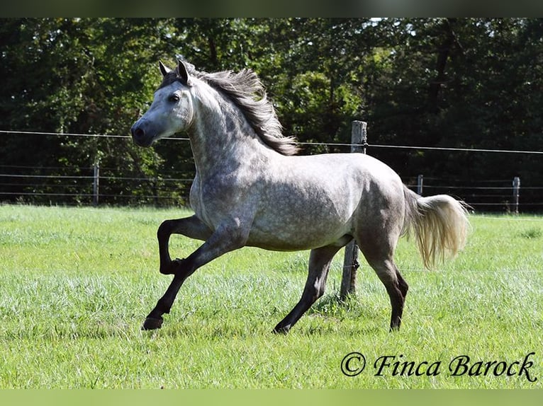 PRE Hongre 3 Ans 155 cm Gris in Wiebelsheim