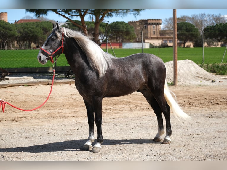 PRE Croisé Hongre 3 Ans 155 cm Gris pommelé in Hamburg