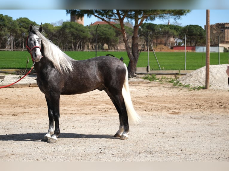 PRE Croisé Hongre 3 Ans 155 cm Gris pommelé in Hamburg