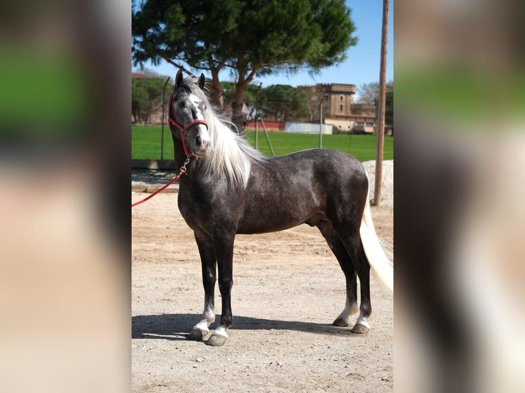 PRE Croisé Hongre 3 Ans 155 cm Gris pommelé in Hamburg