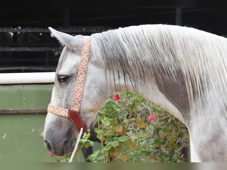 PRE Croisé Hongre 3 Ans 157 cm Gris in Provinz Malaga