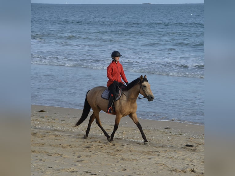 PRE Hongre 3 Ans 157 cm Isabelle in La Chevallerais