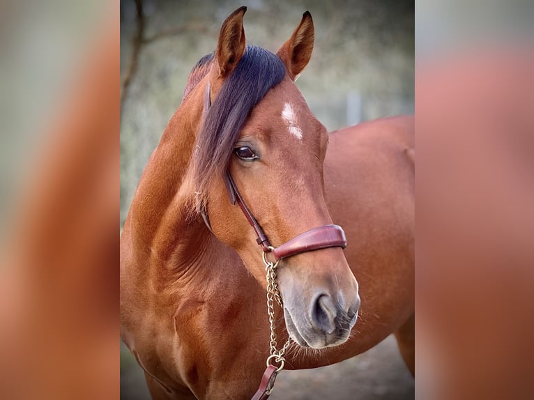 PRE Hongre 3 Ans 158 cm Bai cerise in Malaga