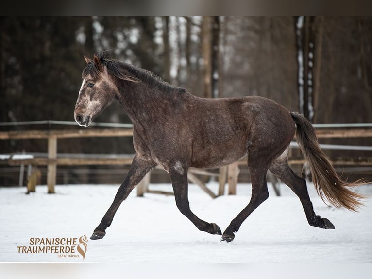 PRE Croisé Hongre 3 Ans 158 cm Gris in Stipsdorf