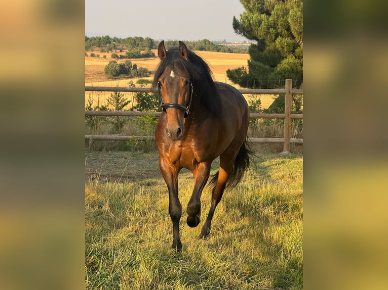 PRE Croisé Hongre 3 Ans 160 cm Bai brun in Soria