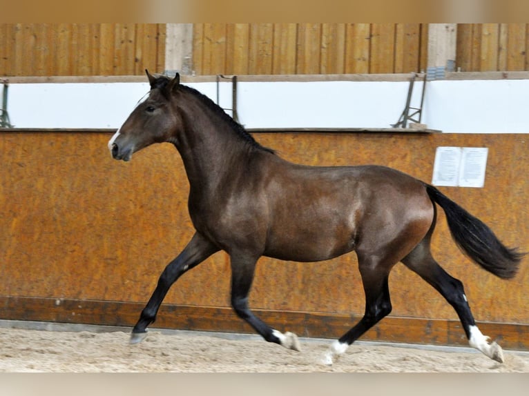 PRE Hongre 3 Ans 160 cm Bai in Waldhölzbach