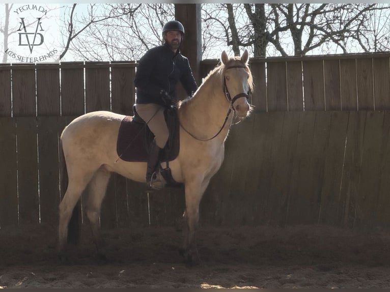 PRE Croisé Hongre 3 Ans 160 cm Cremello in Deauville