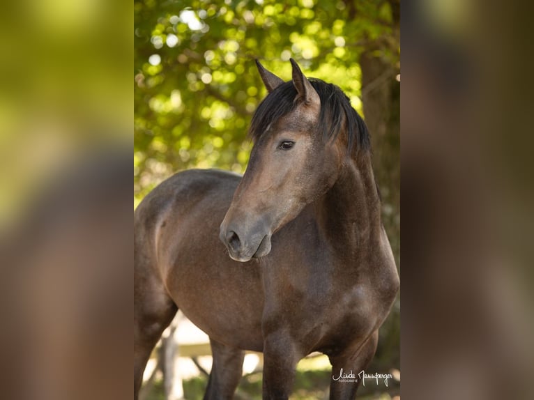 PRE Croisé Hongre 3 Ans 160 cm Gris (bai-dun) in Feuchtwangen