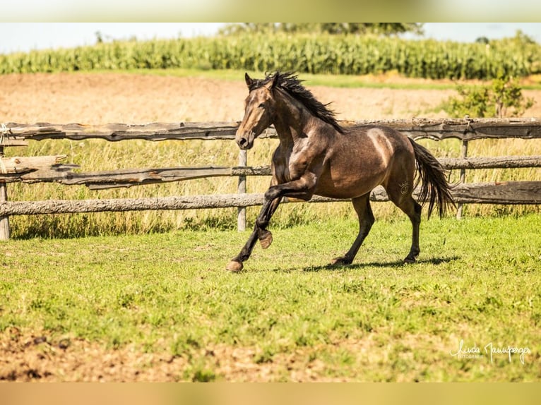 PRE Croisé Hongre 3 Ans 160 cm Gris (bai-dun) in Feuchtwangen