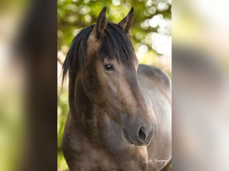 PRE Croisé Hongre 3 Ans 160 cm Gris (bai-dun) in Feuchtwangen