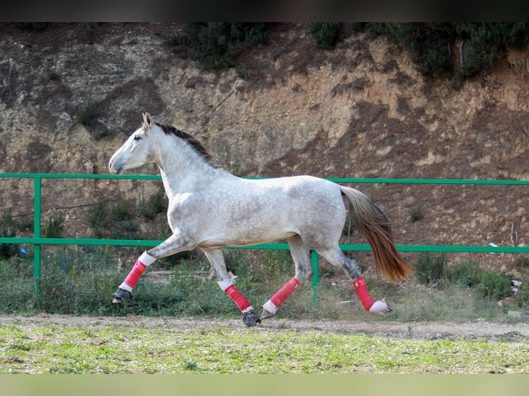 PRE Croisé Hongre 3 Ans 160 cm Gris in Terrassa