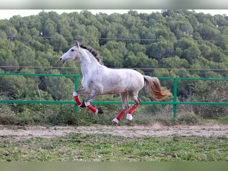 PRE Croisé Hongre 3 Ans 160 cm Gris in Terrassa
