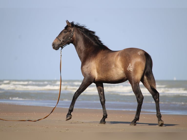 PRE Hongre 3 Ans 160 cm Gris in Alveringem