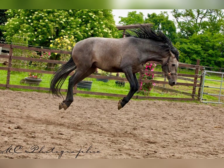 PRE Hongre 3 Ans 160 cm Gris in Brandis