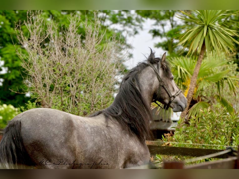 PRE Hongre 3 Ans 160 cm Gris in /Polenz