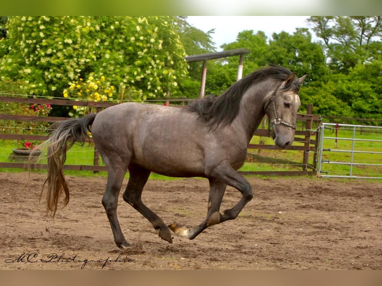 PRE Hongre 3 Ans 160 cm Gris in /Polenz