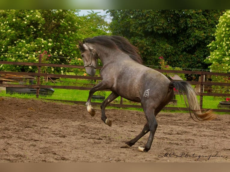 PRE Hongre 3 Ans 160 cm Gris in /Polenz