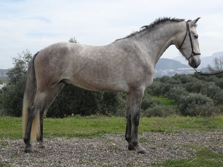 PRE Hongre 3 Ans 160 cm Gris in Coín, Málaga