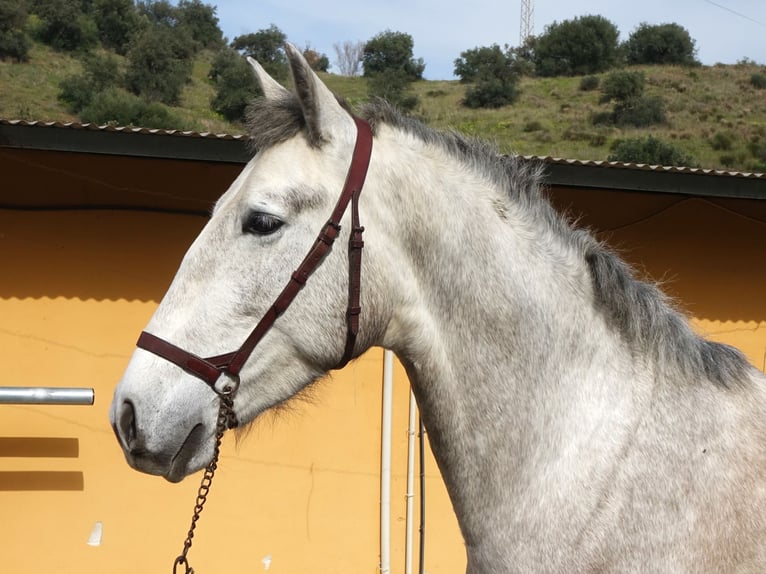 PRE Hongre 3 Ans 160 cm Gris in Coín, Málaga
