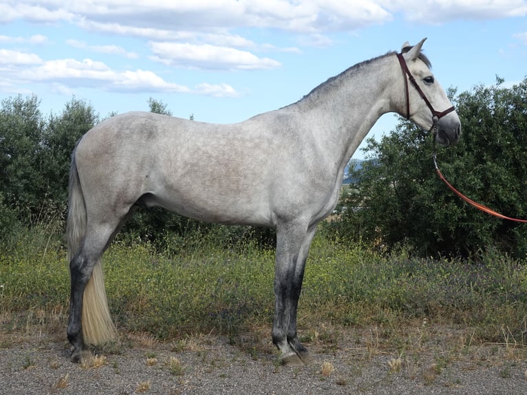 PRE Hongre 3 Ans 160 cm Gris in Coín, Málaga