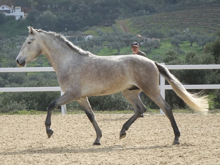 PRE Hongre 3 Ans 160 cm Gris in Coín, Málaga