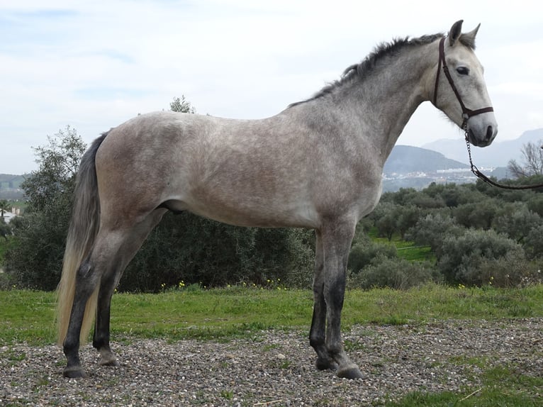 PRE Hongre 3 Ans 160 cm Gris in Coín, Málaga