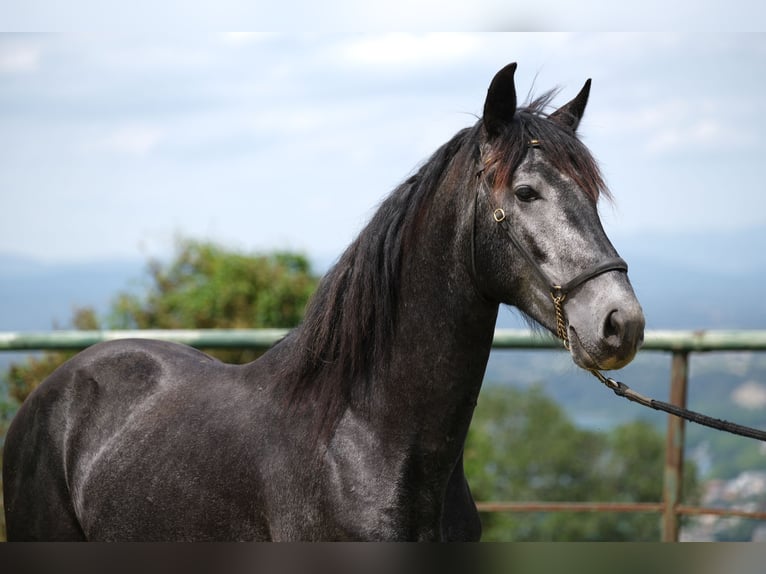 PRE Croisé Hongre 3 Ans 160 cm Gris pommelé in Hamburg