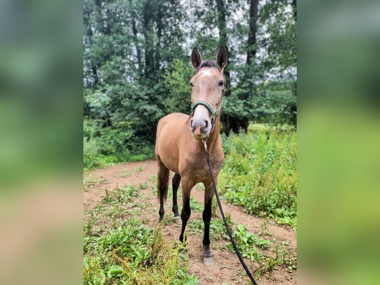 PRE Croisé Hongre 3 Ans 161 cm Aubère in Boveda