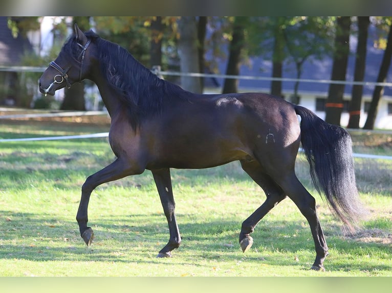 PRE Croisé Hongre 3 Ans 163 cm Noir in Hassendorf