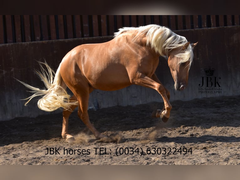 PRE Croisé Hongre 3 Ans 163 cm Palomino in Tabernas Almeria