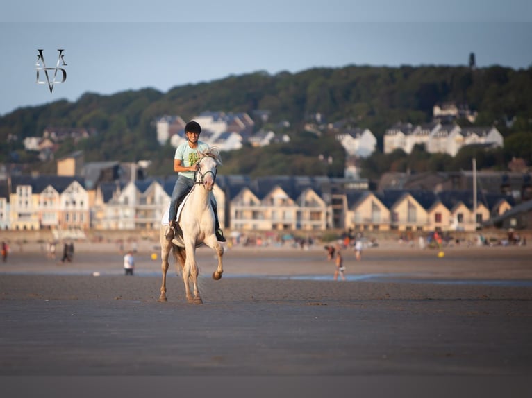 PRE Croisé Hongre 3 Ans 164 cm Cremello in Rouen
