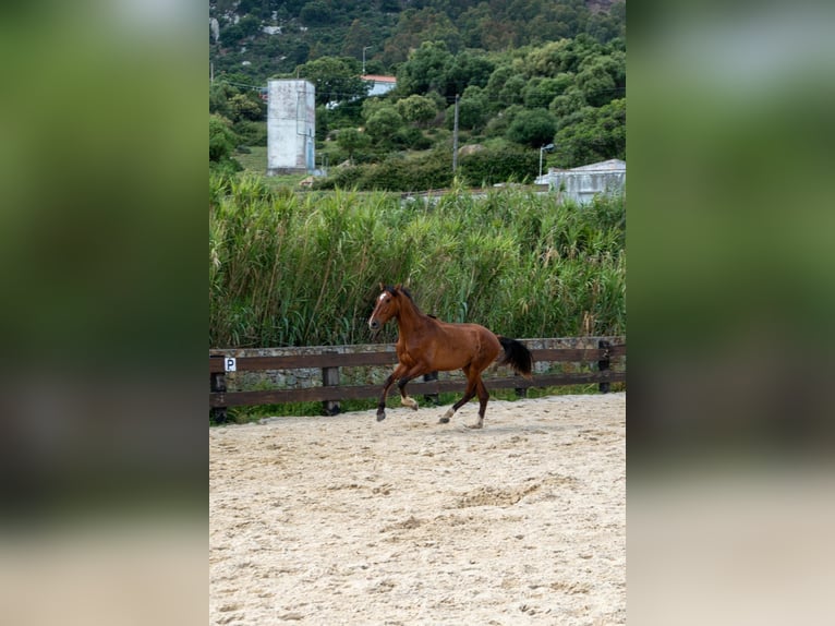 PRE Hongre 3 Ans 165 cm Bai in TARIFA