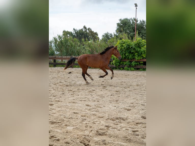 PRE Hongre 3 Ans 165 cm Bai in TARIFA