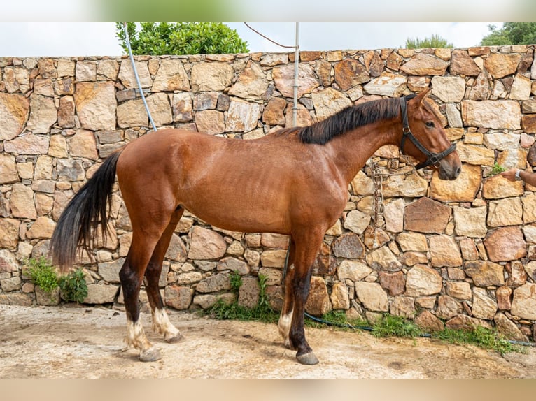 PRE Hongre 3 Ans 165 cm Bai in TARIFA
