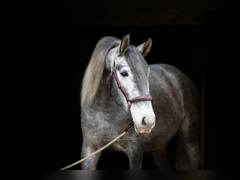 PRE Croisé Hongre 3 Ans 165 cm Gris in Sigmarszell