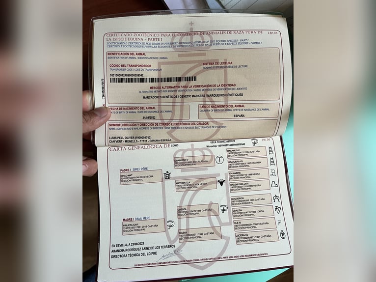 PRE Hongre 3 Ans 165 cm Noir in Matajudaica