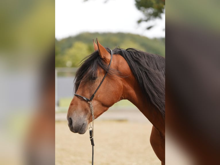 PRE Hongre 3 Ans 167 cm Bai clair in Krumbach