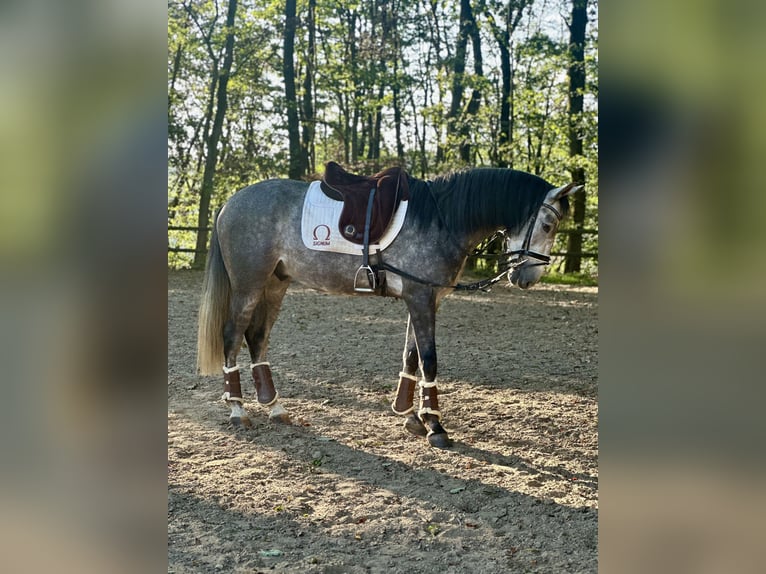 PRE Hongre 3 Ans 168 cm Gris in Windeck