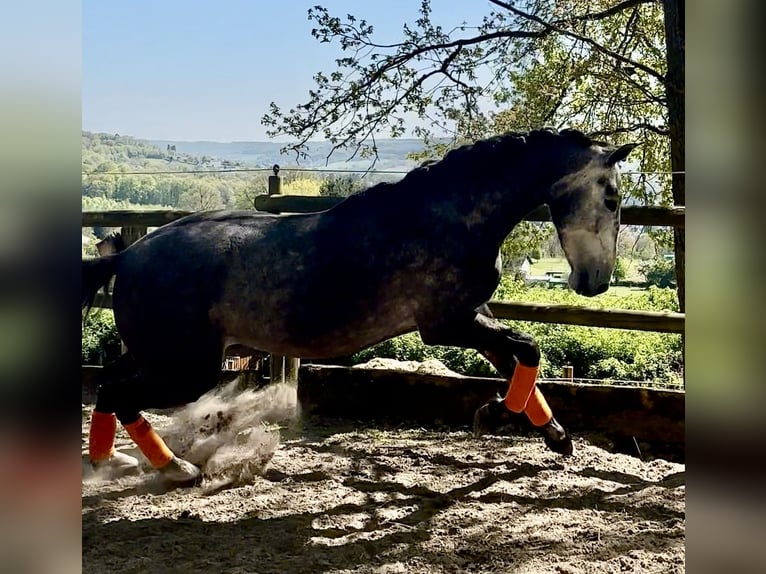 PRE Hongre 3 Ans 168 cm Gris in Windeck